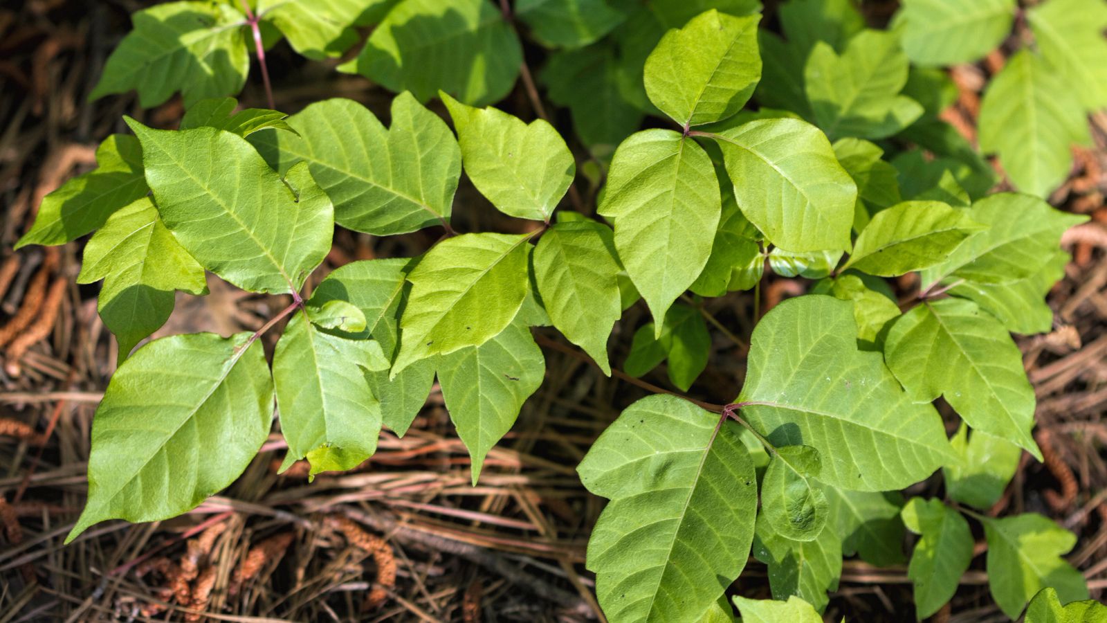 poison oak leaves.