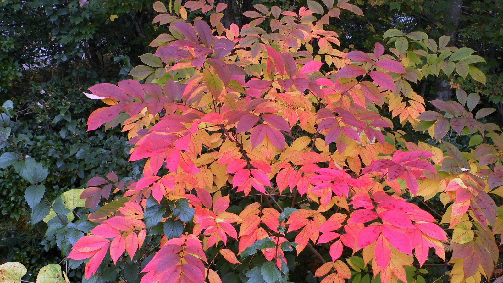 poison sumac.