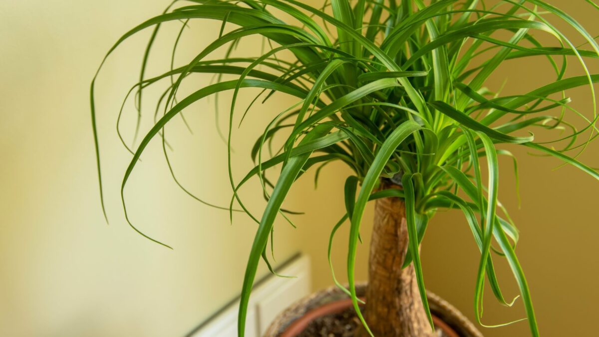 a potted ponytail palm.
