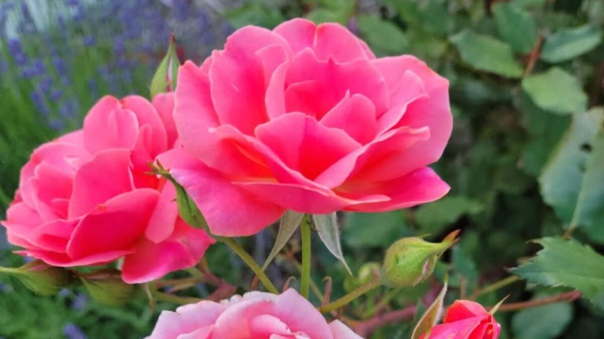 pretty pink roses.