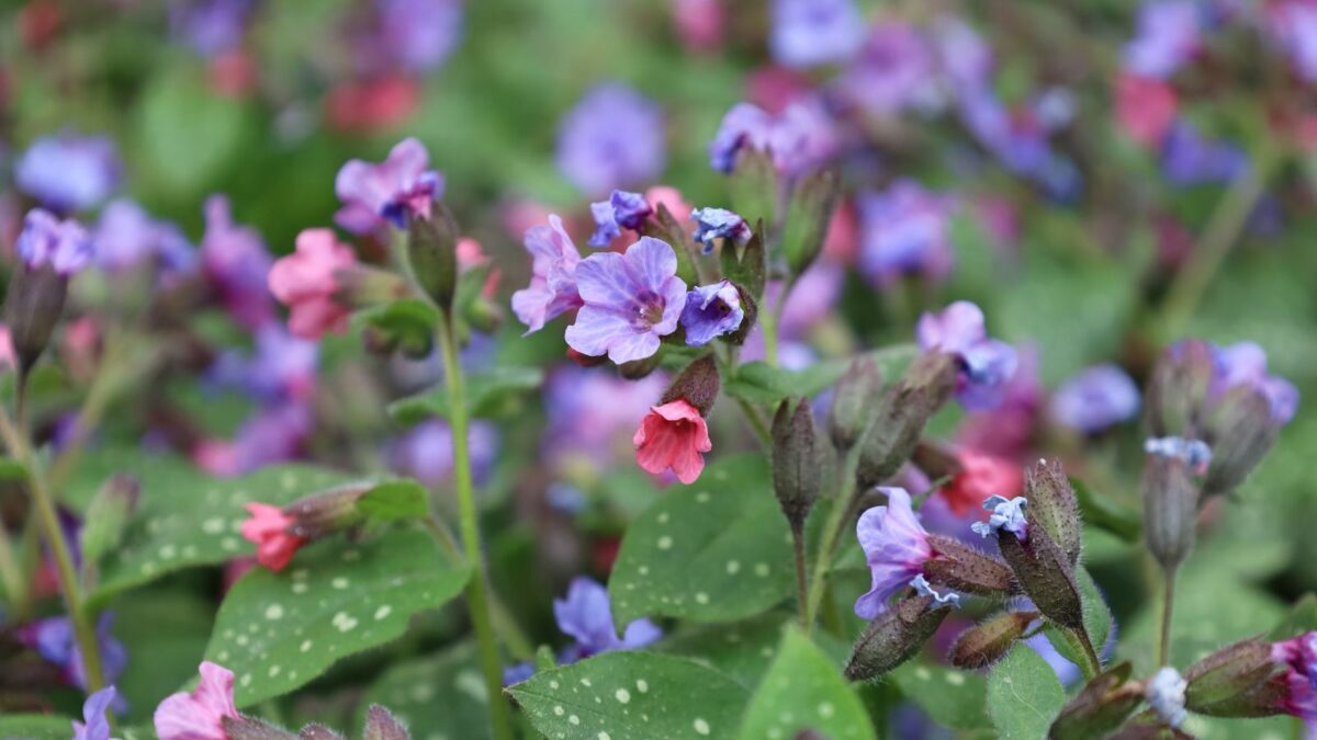 Trevi Fountain Lungwort Perennial - Pulmonaria - Live Plant - 4" Pot pink and purple pulmonaria flowers.