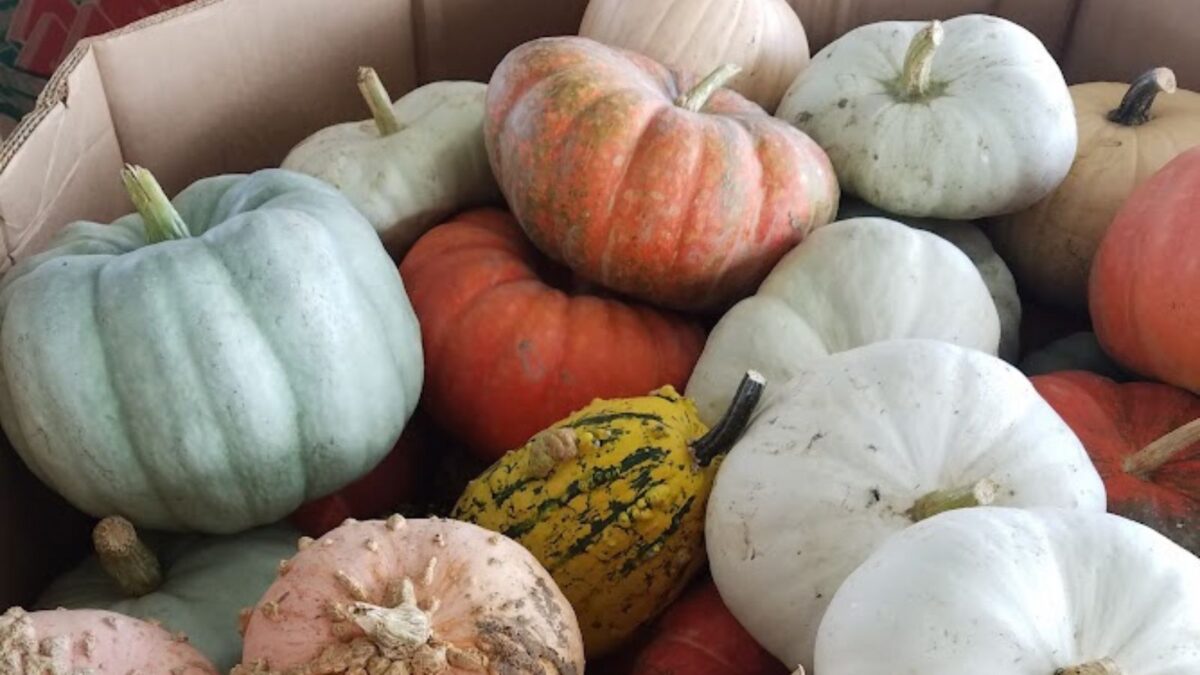 different types of pumpkins.
