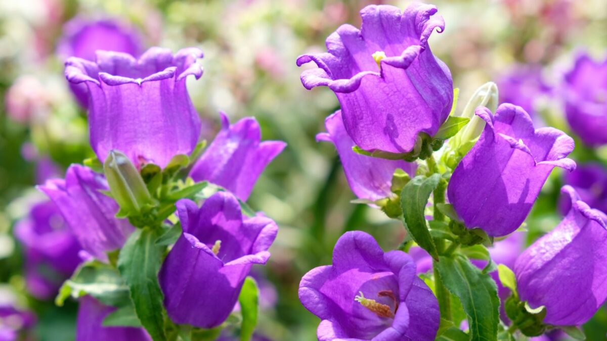 Seeds Canterbury Bells Mix Flower Perennial Balcony Outdoor Cut Organic Ukraine for Planting purple cantebury bellflowers.