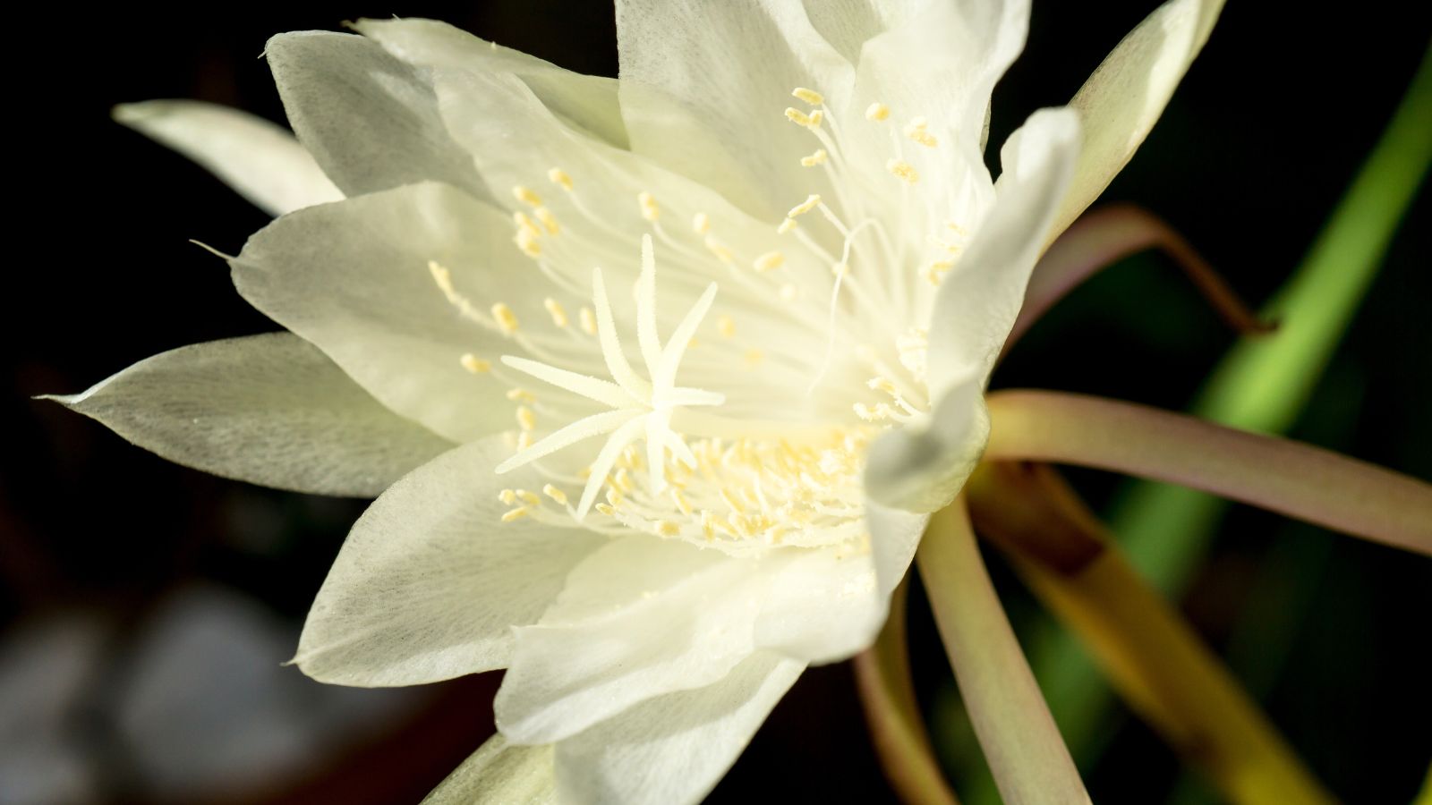 queen of the night flower.