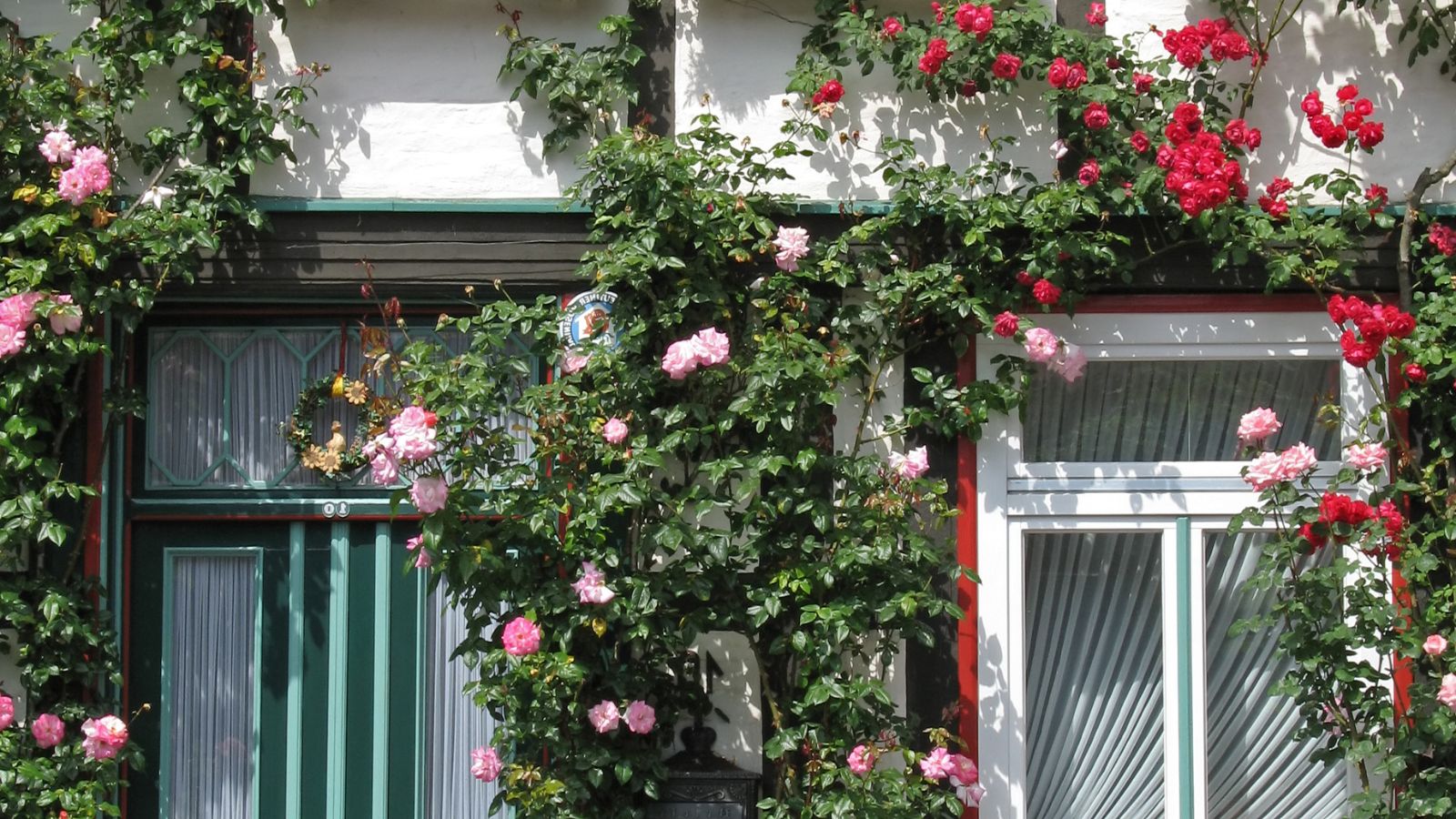pink and red rambling roses climbing up the side of the house and around the windows.