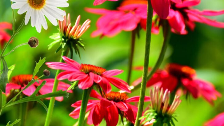 21 Long-Blooming Perennial Flowers For A Gorgeous Care-Free Garden