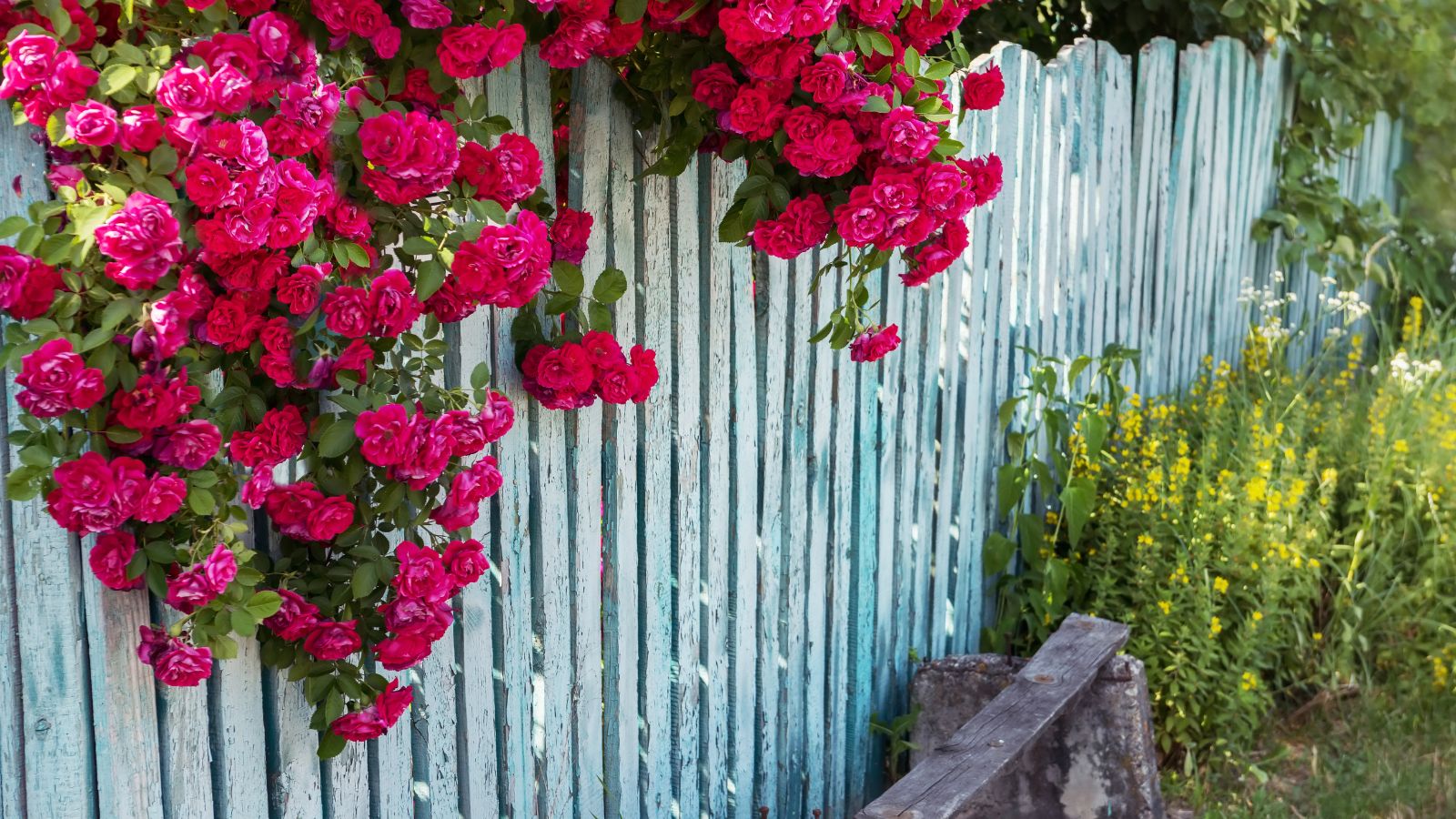 red roses climbing over an old white fence.
