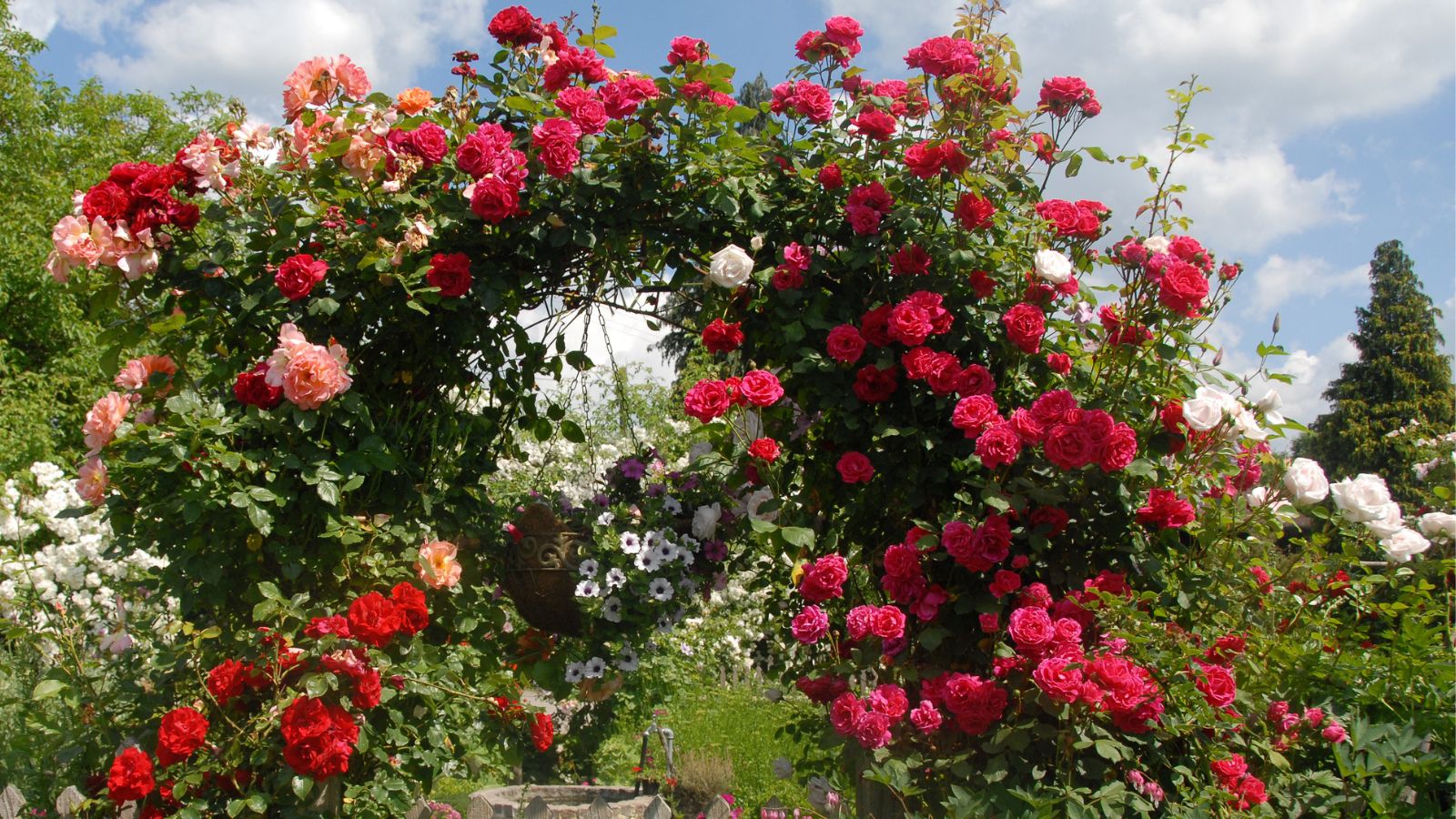 a rose arch with many red roses and a few peach colored ones.