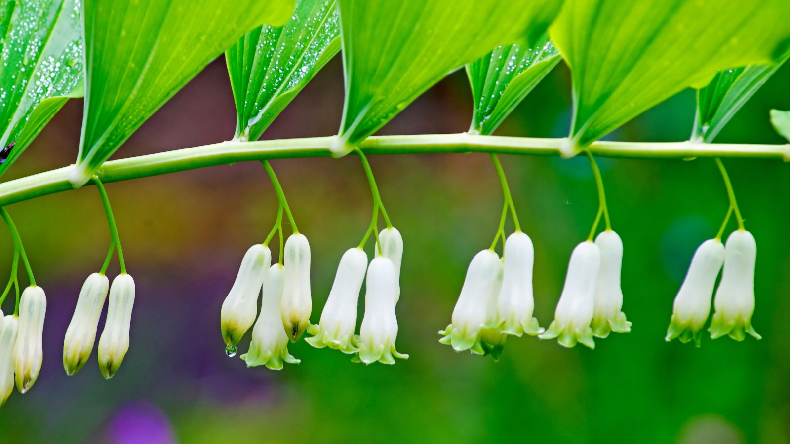 solomon's seal flowers.