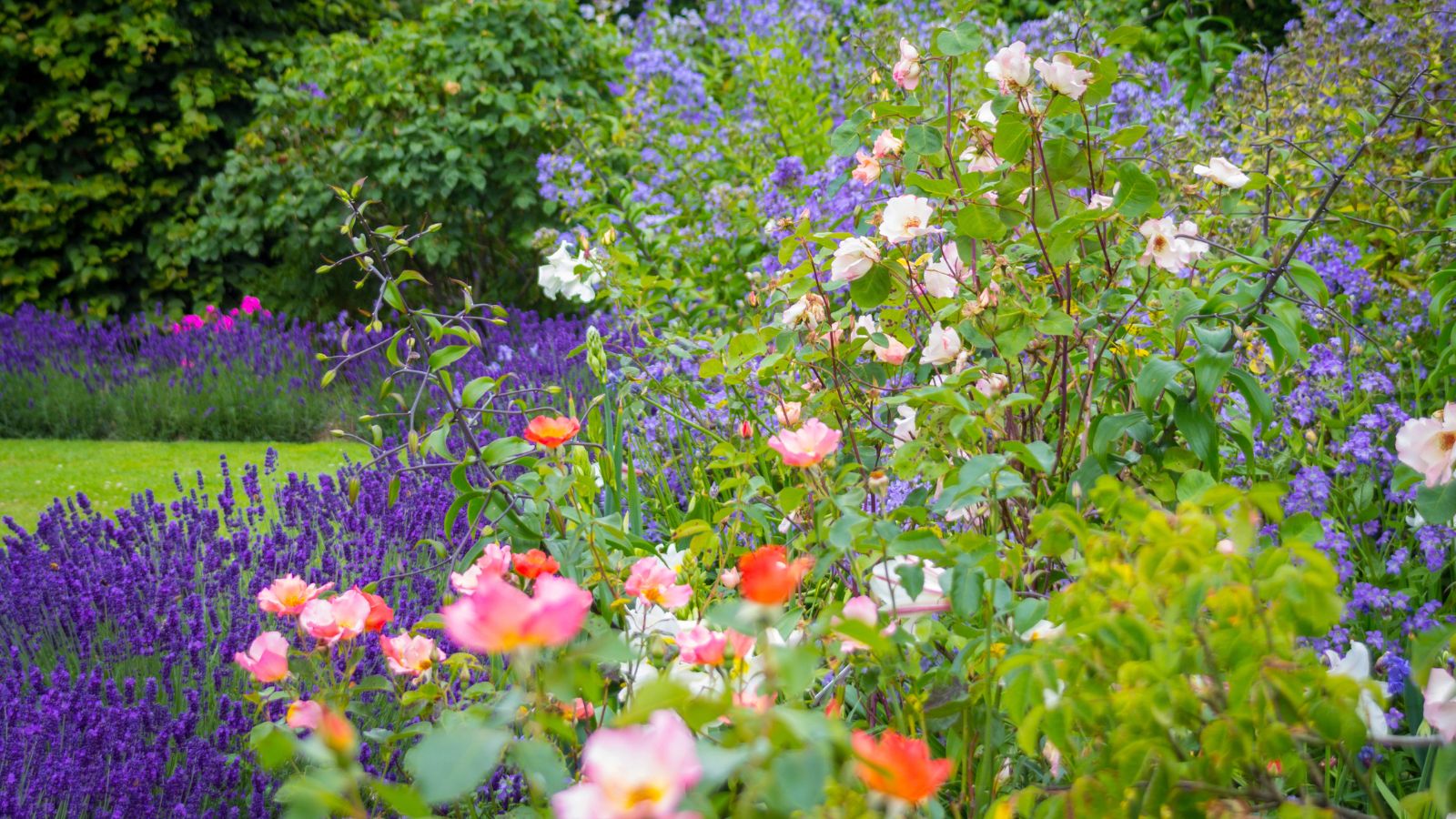 summer garden with lavender and roses.