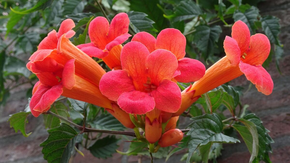 American Beauties Native Plants - Campsis radicans (Trumpet Vine) Vine, reddish orange, #2 - Size Container trumpet creeper vine.