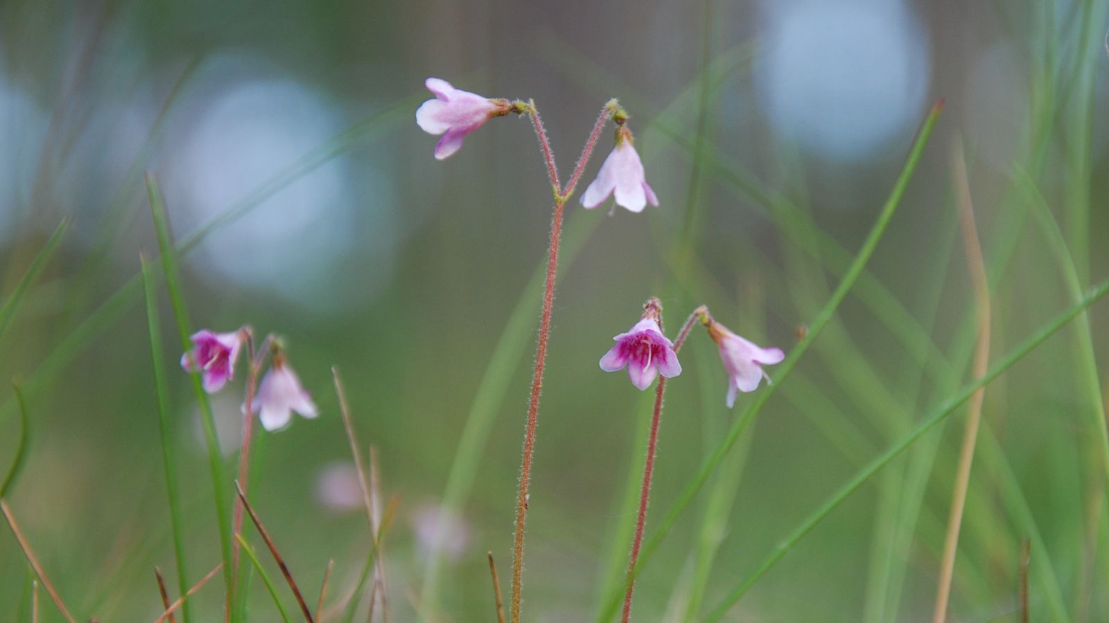 twinflowers.