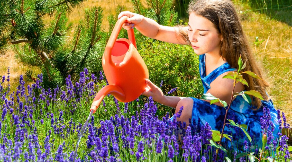 young girl watering lavender plants.