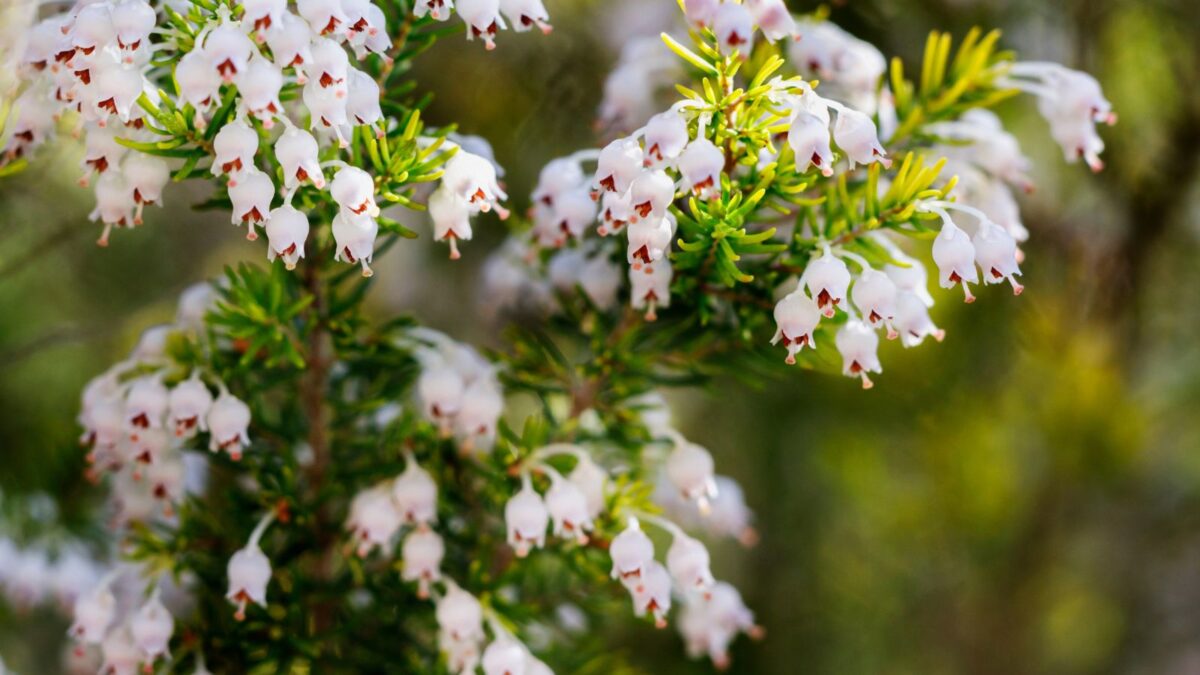 white heather flowers.