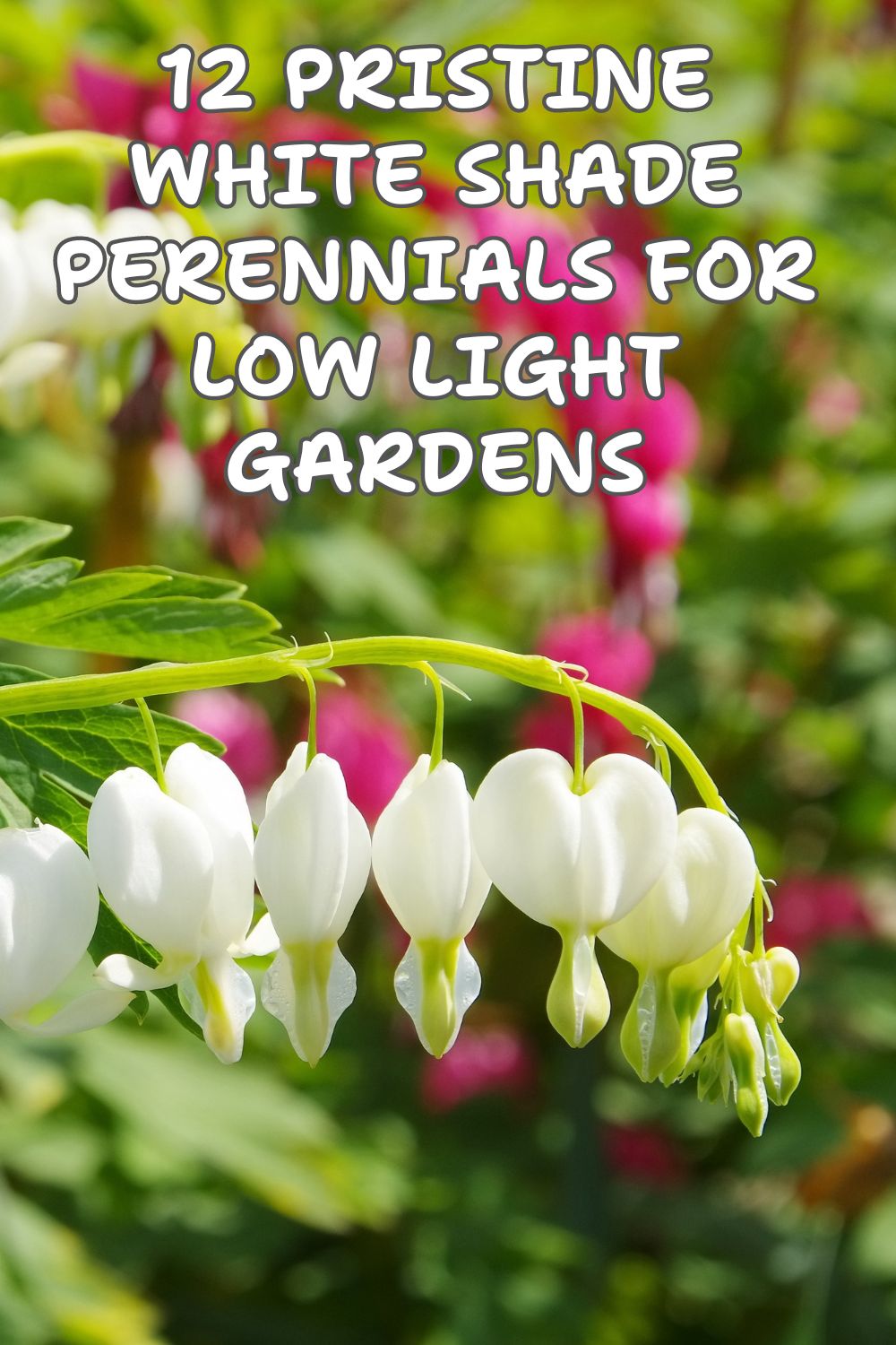 12 Pristine White Shade Perennials For Low Light Gardens.