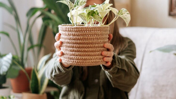 11 of the Best House Plants for Beginners