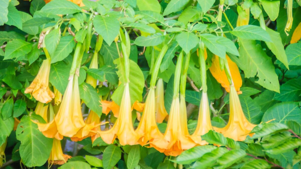 Daybreak Brugmansia Angels Trumpet Live Tropical Plant Large Fragrant Yellow Flowers Starter Size 4 Inch Pot Emerald TM yellow angel's trumpet