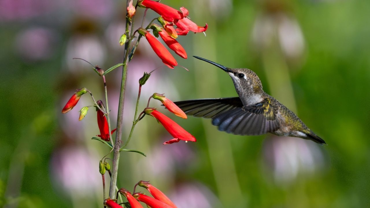 A beautiful close up of a Ruby-throated female Hummingbird flying up to a brightly orange Firecracker Penstemon flower cluster ready to pollinate.
