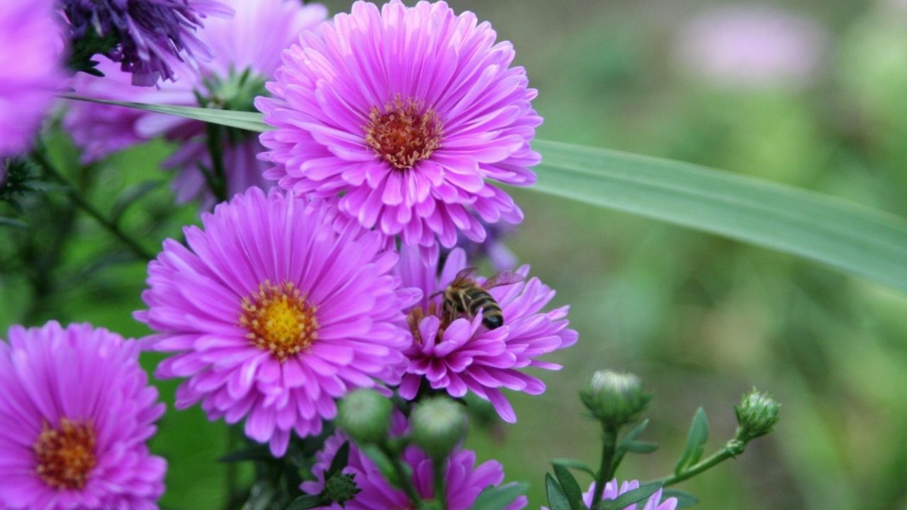 A closeup shot of pink Michaelmas daisies