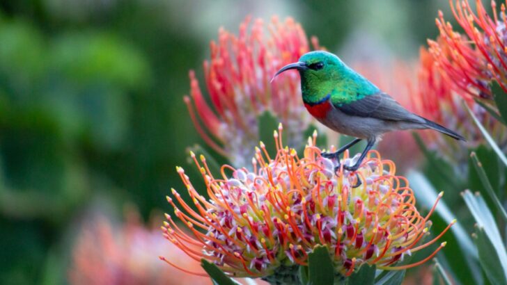 Garden for the Birds: Easy Ways to Turn Your Yard into a Bird Haven