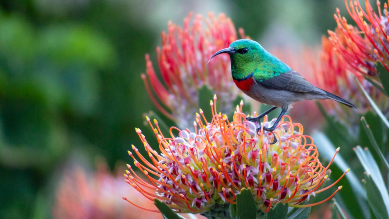 A petite Sunbird captured within Pincushion Protea Flowers in the beautiful Kirstenbosch Botanical Gardens in Cape Town, South Africa.