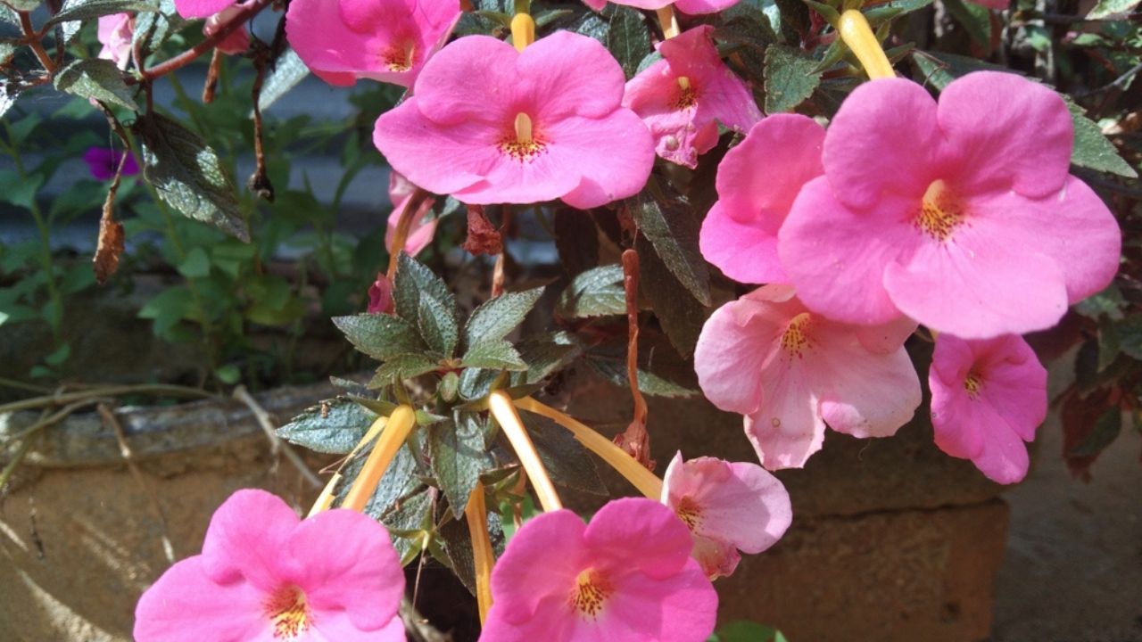 Achimenes pink colour flowers. brown colour levels.