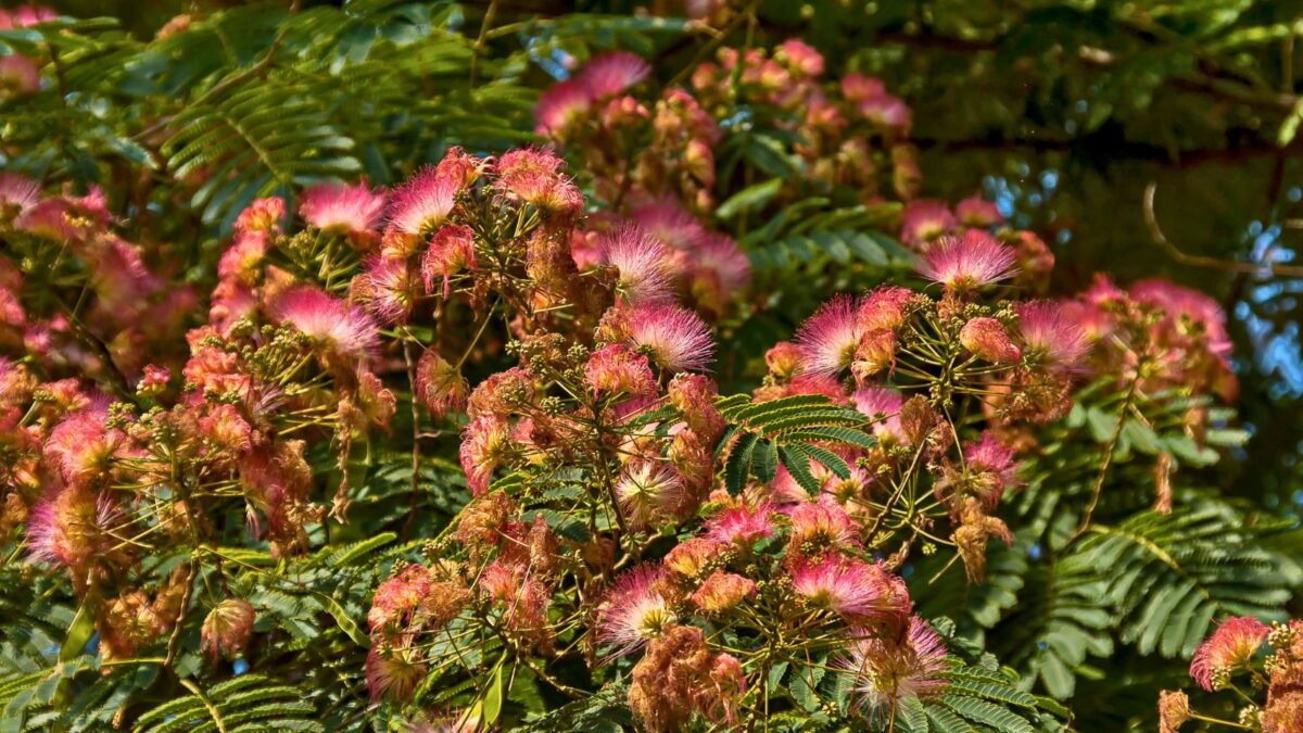 Albizia julibrissin - mimosa flowers.