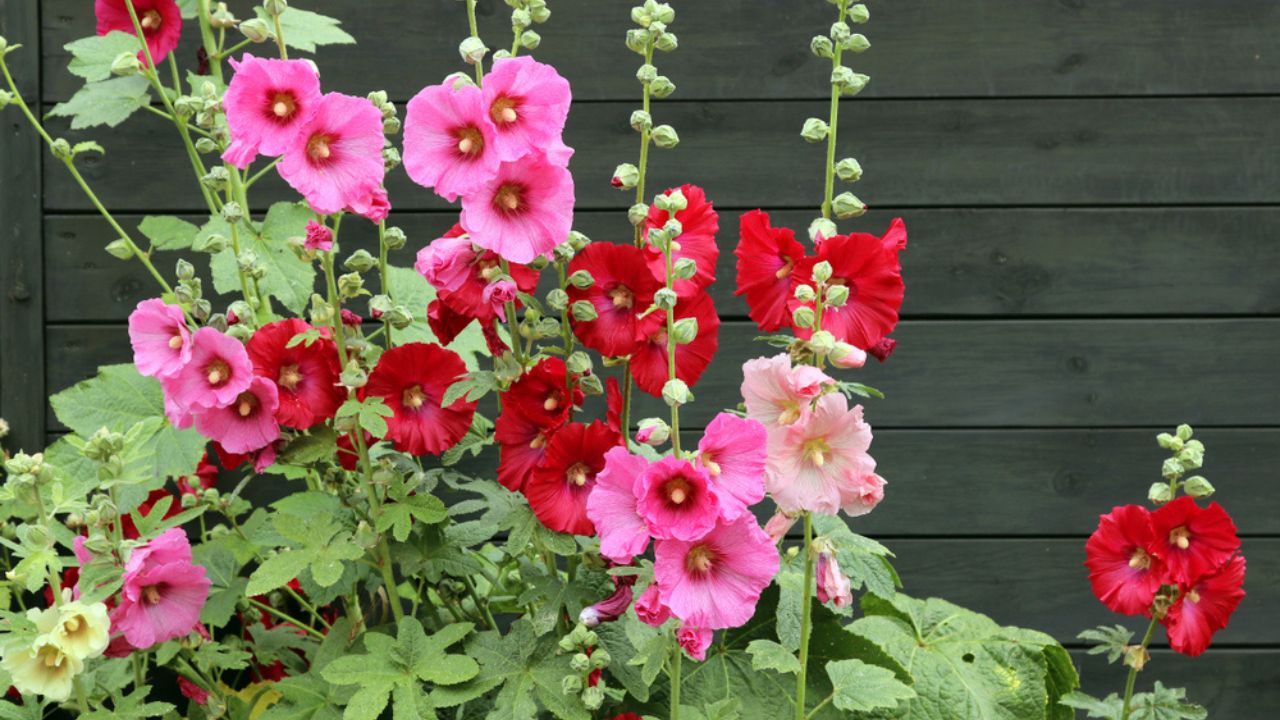 Alcea rosea (common hollyhock) is an ornamental plant in the Malvaceae family. Blooming plants on the background of a black wooden fence.