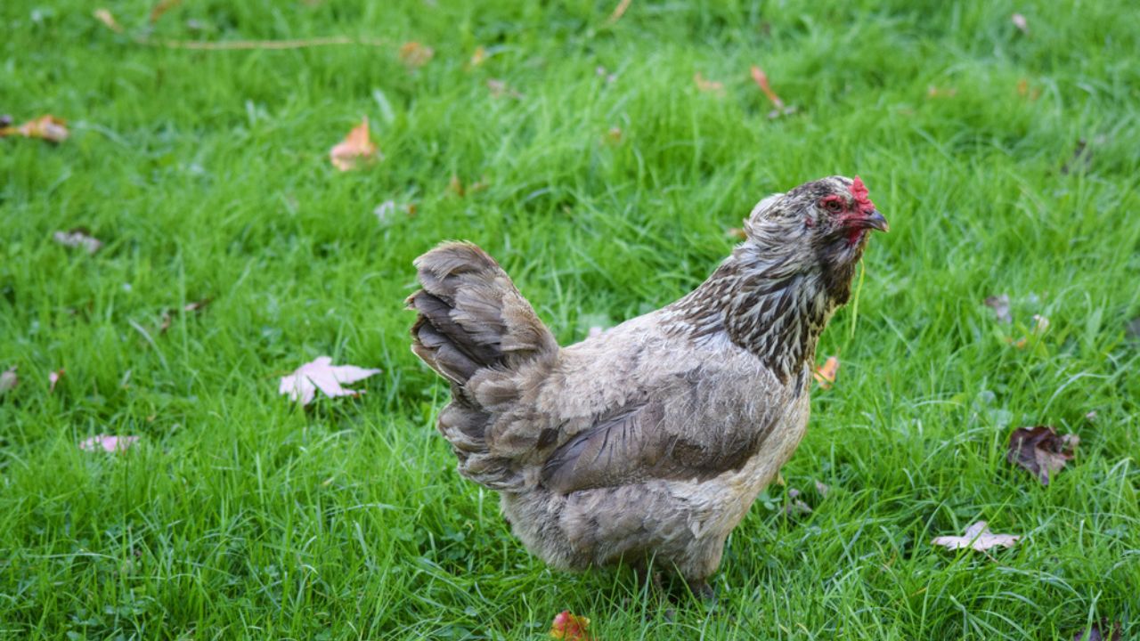 Ameraucana Chicken. Also known as the Easter Egg Chicken due to it's colorful eggs. It is one of the most popular domesticated breeds in North America.