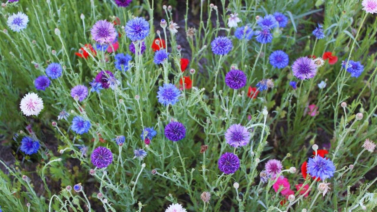 Bachelor's button flowers