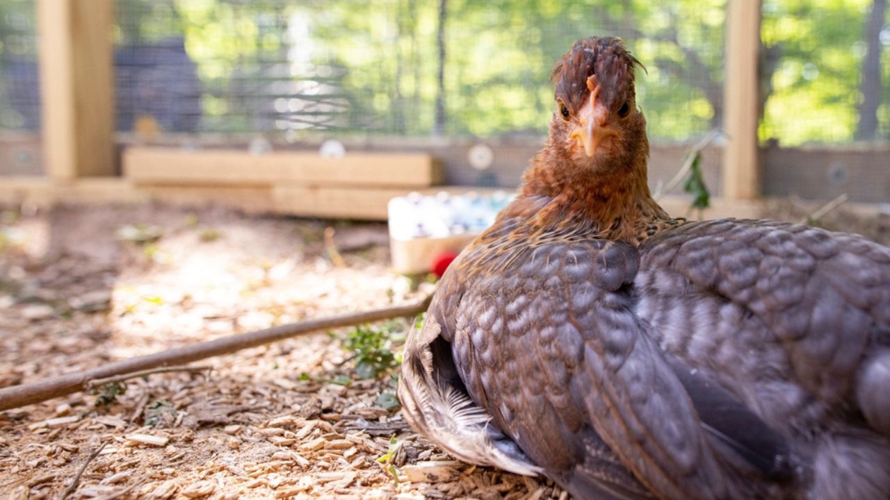 Backyard Chicken Cream Legbar Bird