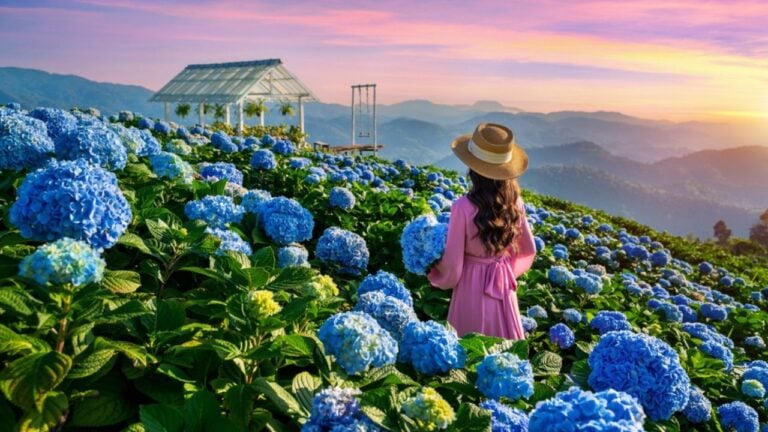 Beautiful girl enjoying blooming blue hydrangeas flowers in garden, Chiang Rai, Thailand.