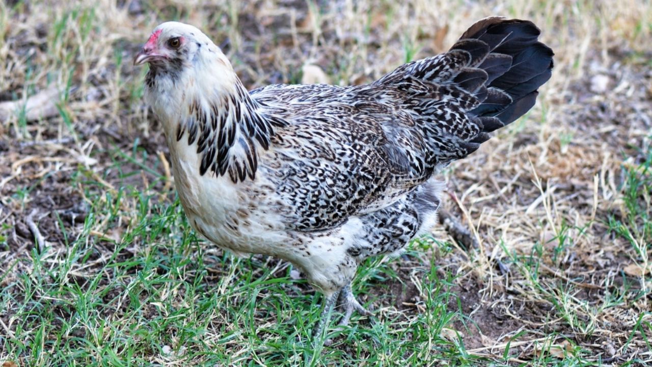 Black and White Easter Egger Hen Chicken
