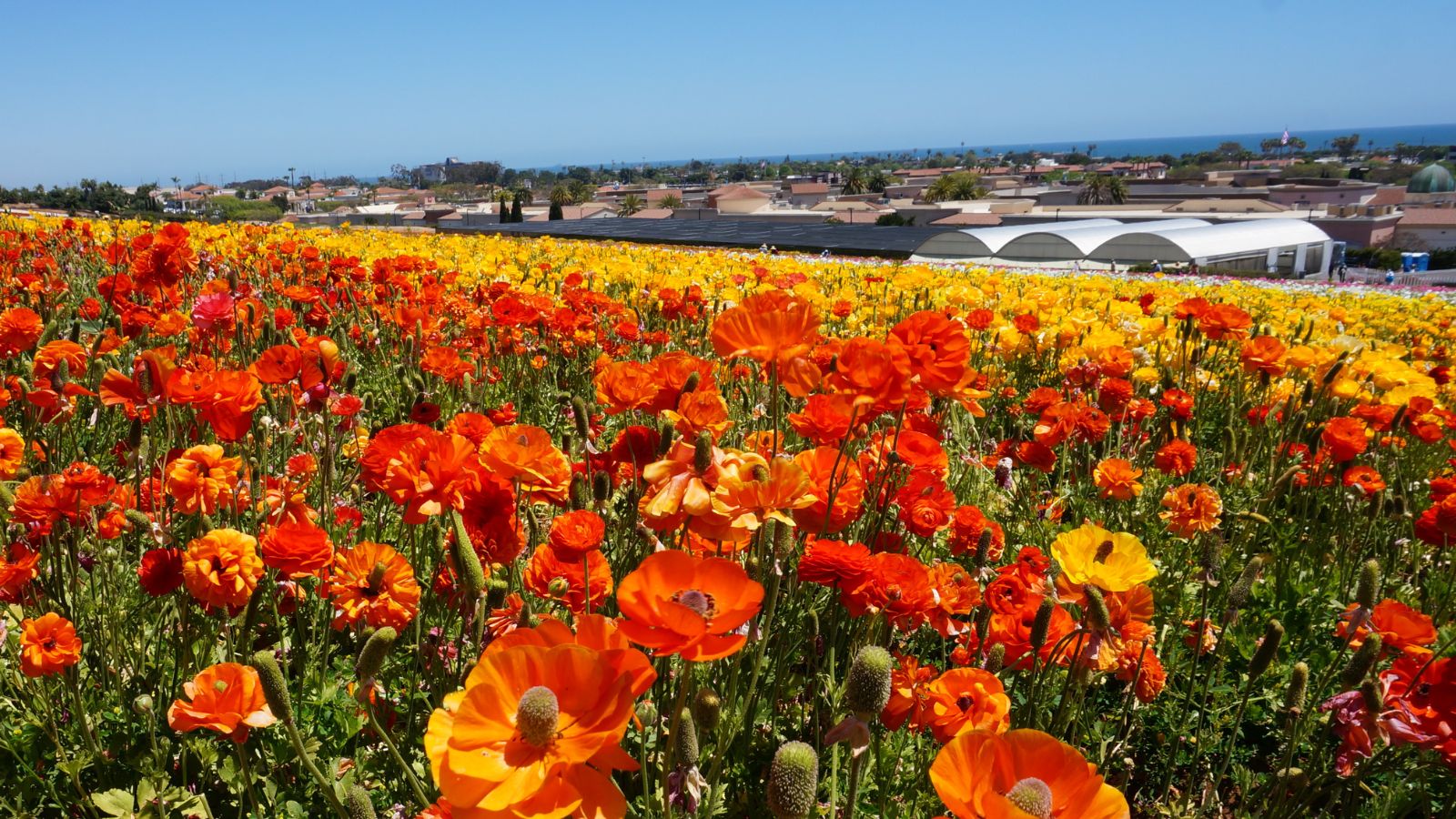 a filed of poppies in Carlsbad.