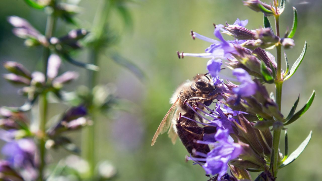 Catmint nepeta plant flower blossom with bee butterfly