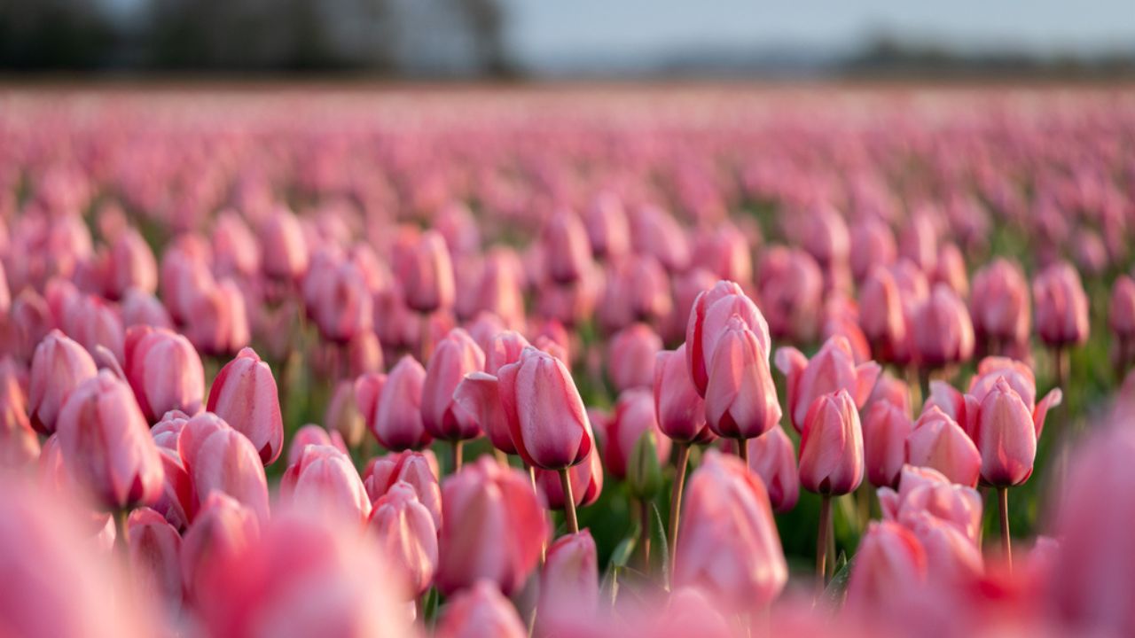 Close-up of a beautiful pink tulip flower in a flower field in the Netherlands, spring time, vertical