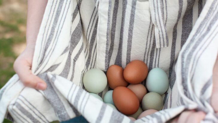 Chickens That Lay Blue Eggs and Brighten Your Basket
