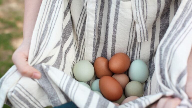 Close up of a woman's hands, holding organic colorful eggs in her apron. Selective focus with extreme shallow depth of field and blurred background.