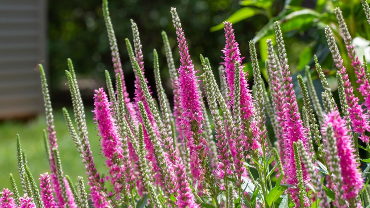 Close up view of bright pink veronica spicata (spiked speedwell) perennial flowers in a sunny ornamental butterfly garden.