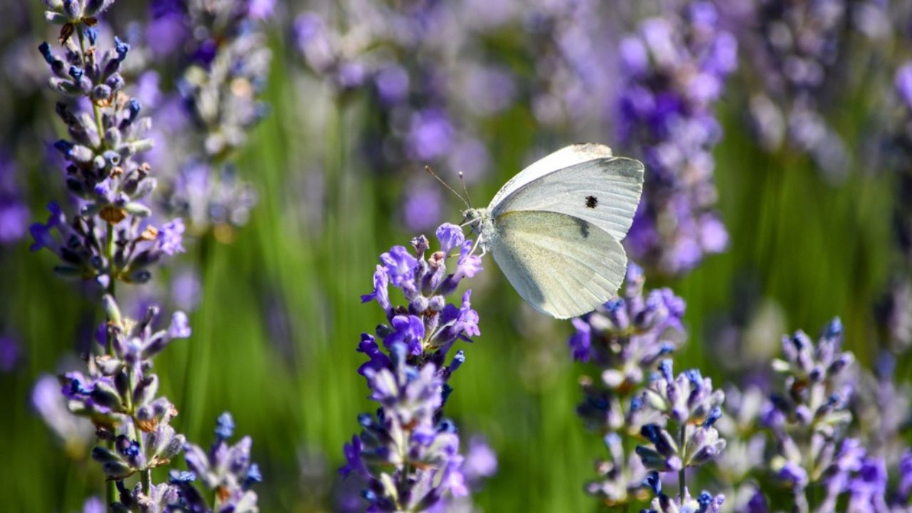 Closeup white butterfly on the lavender
