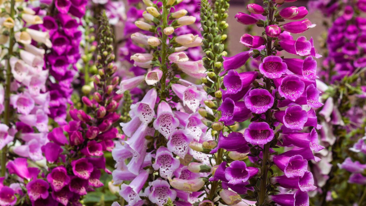 Colorful foxglove flowers