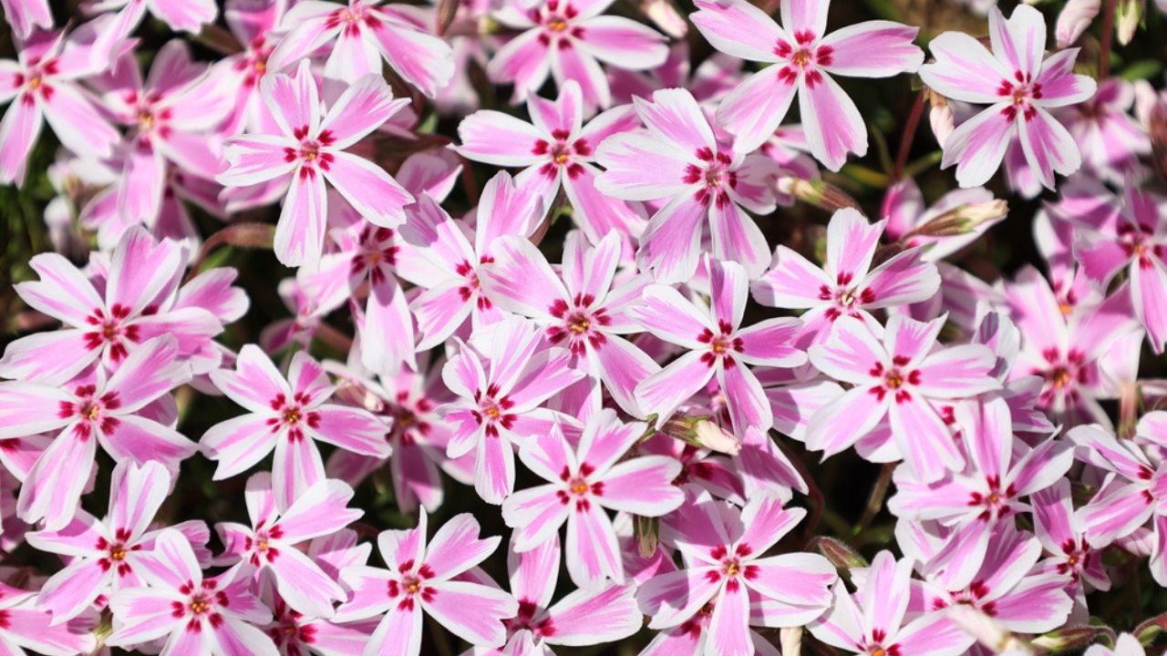 Cute pink moss phlox in full bloom