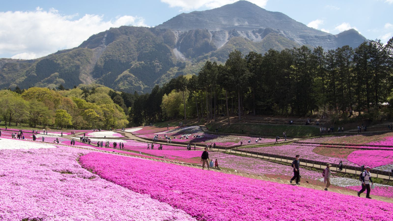 Pink moss fields in Japan.