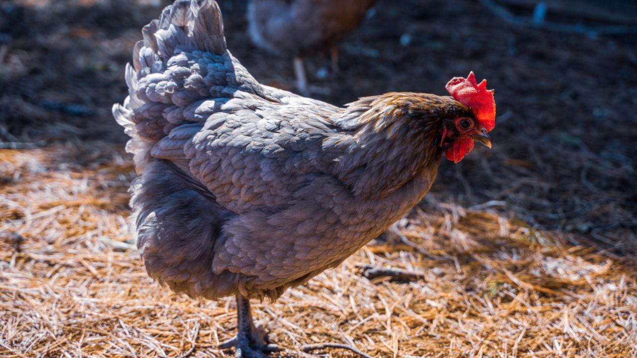 French Blue Copper Maran on the Farm