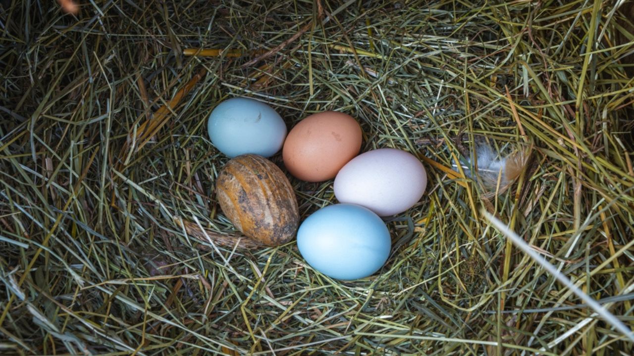 Fresh and colorful eggs from hens of different breeds such as Araucana and Ameraucana in a hay nest and a wooden egg to encourage them to lay eggs.