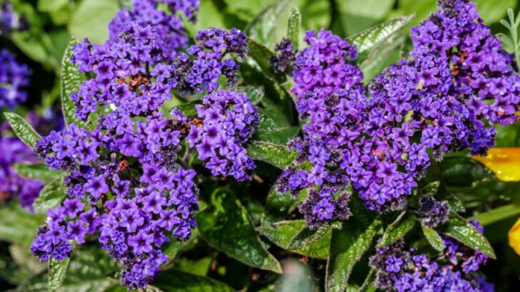 These Annual Flowers Will Fill Your Garden With Sweet Scents