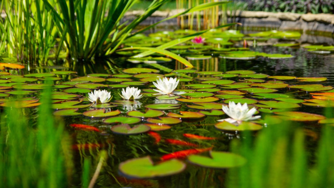 Homemade pond with fish and flowers. Water Garden