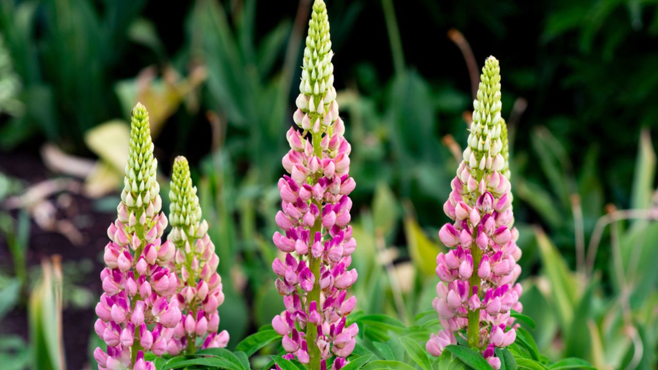 Lupine flowers on a green background