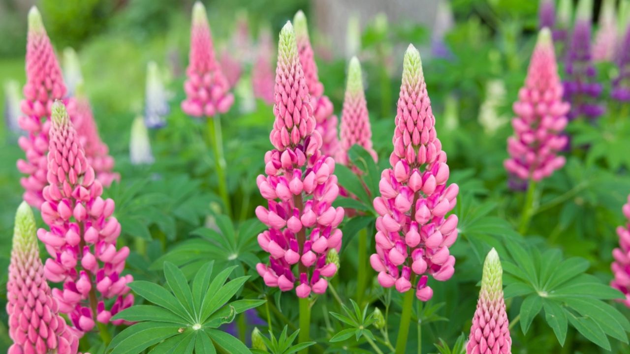 Lupins, lupin plant (lupinus) with pink flowers growing in a back garden, UK