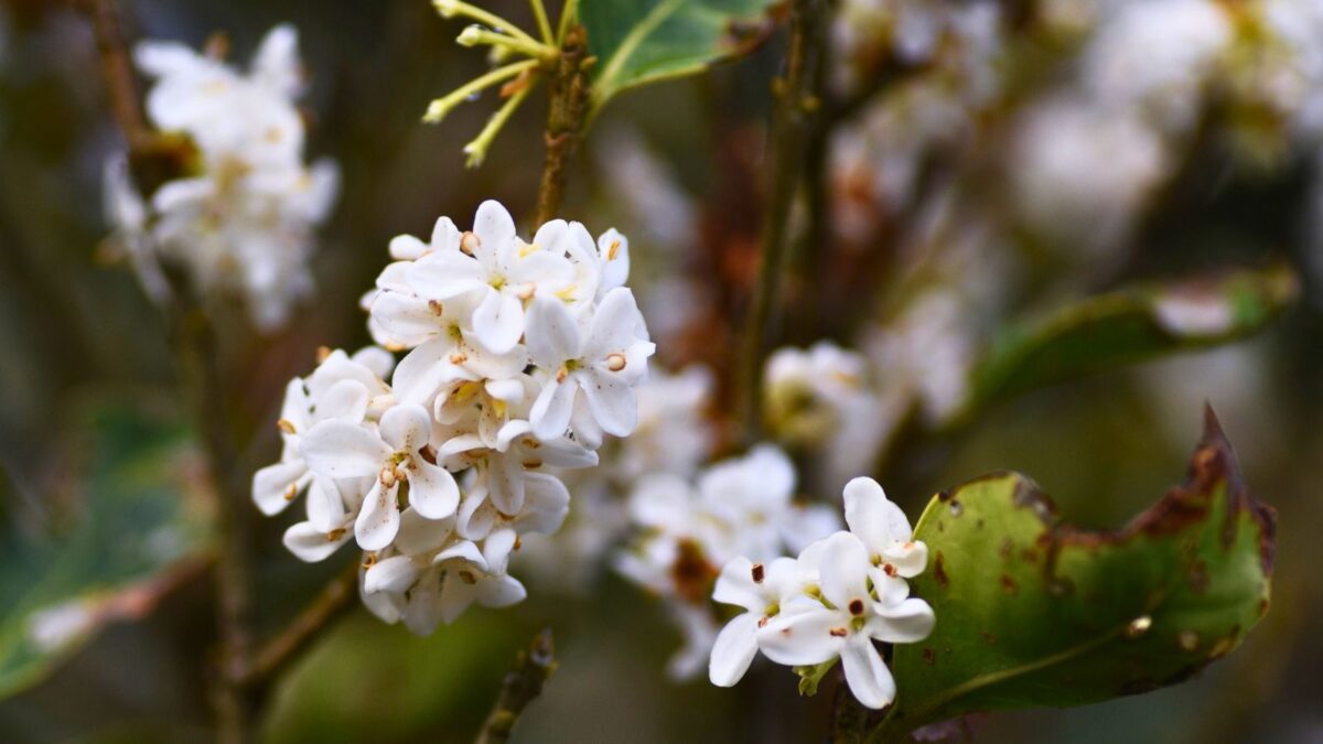 fragrant tea love.